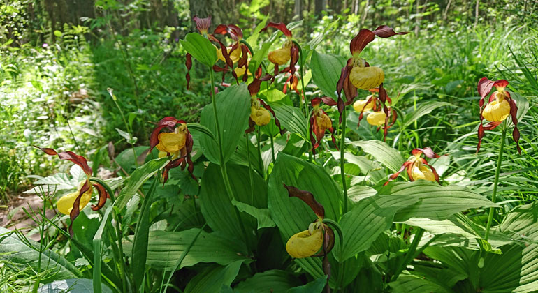 Ett stort antal gul-lila orkidéer växer i skogen