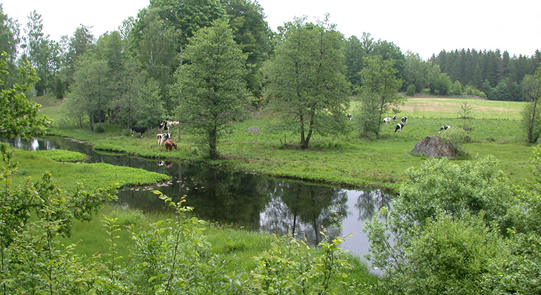 Björkeryd hagmark vid Bräkneån