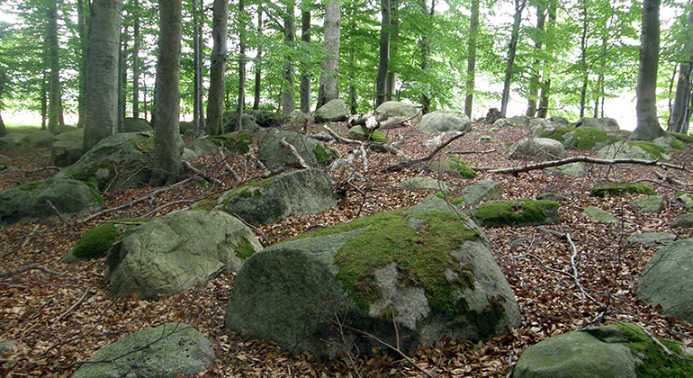 Bokskog i Brötalyckorna