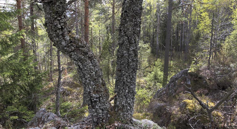 Gles skog med gammal krokig tallstam i förgrunden