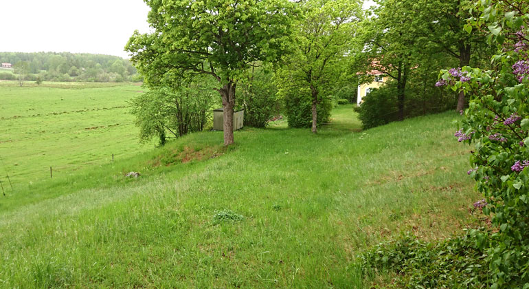 En grön äng med några stora lövträd i bortre delen, en syrénhäck vid sidan om och kossor som betar i stor hage nedanför.