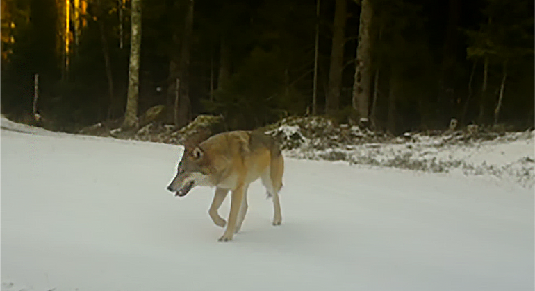 Varg fångad på viltkamera, på skogsväg täckt med snö med skog i bakgrunden.