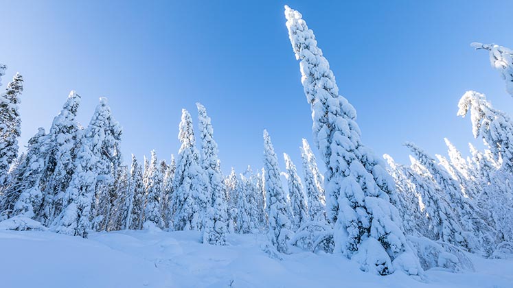 Smala träd i snöklätt vinterlandskap