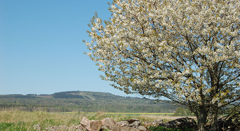 Ett blommande körsbärsträd med Kinnekulle platåberg i bakgrunden.