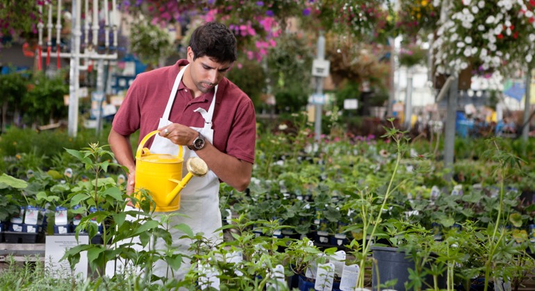 En man vattnar plantor i ett stort växthus.