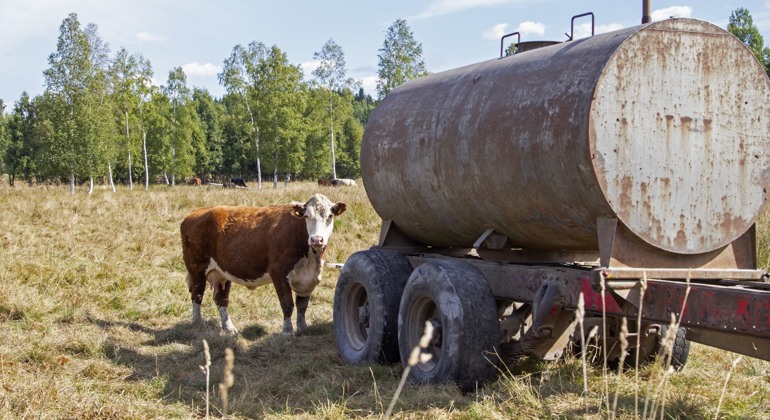 En ko står bredvid en vattentank på en torr betesäng.