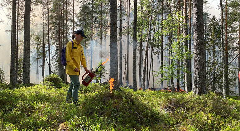 Person går i skogen och tänder eld vid naturvårdsbränning.