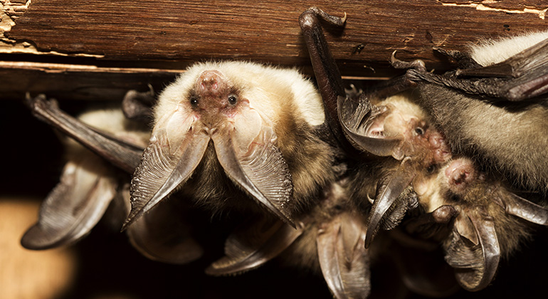 En grupp fladdermöss kikar fram under en takbjälke i en ladugård.