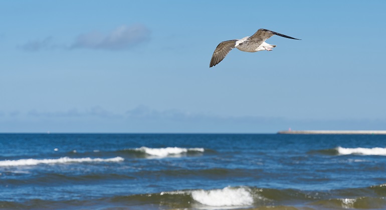 Suspected cases of bird flu in Jutland