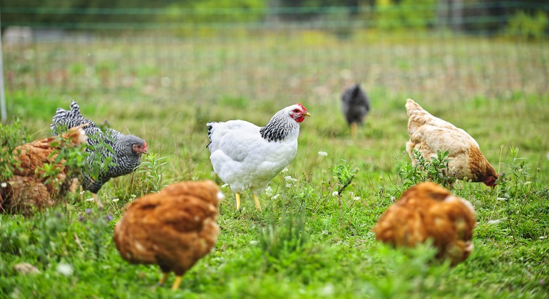 Avian influenza found on a laying hen farm in Jutland