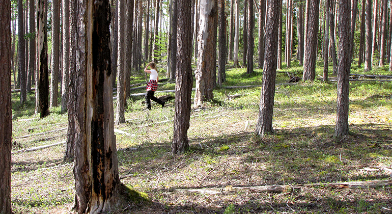 En människa som går i en gles barrskog med ett förkolnat dött träd i förgrunden. 