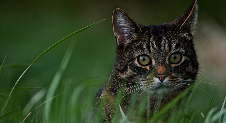 Katt smyger i gräs