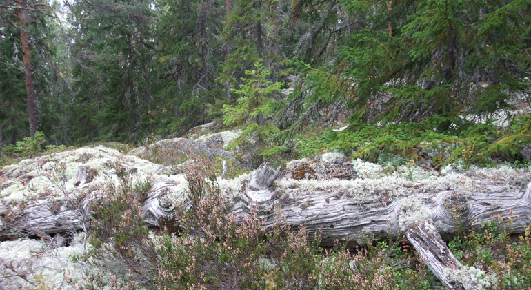 Gammal tallåga i den nya delen av Änga-Tjännåsens naturreservat. Foto: Länsstyrelsen Gävleborg