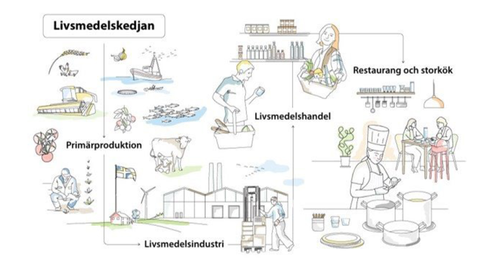 En ritad figur som beskriver hela livsmedelskedjan från primärproduktion, till livsmedelsindustri, livsmedelshandel och restaurang och storkök.