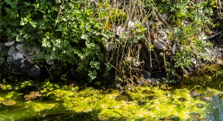 Vattenbryn som visar på övergödning med grön tillväxt i vattnet