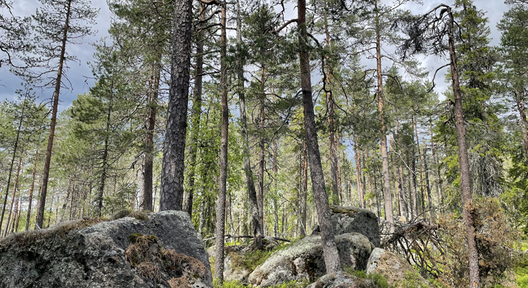 Foto där man ser hur blockig terrängen är, hur grov bark det finns på de gamla tallarna och att skogen är åldersvarierad. Foto Helena Malmestrand.