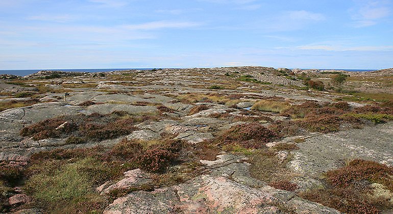 Ljungbeväxta klippor och blå himmel mot en strimma hav.
