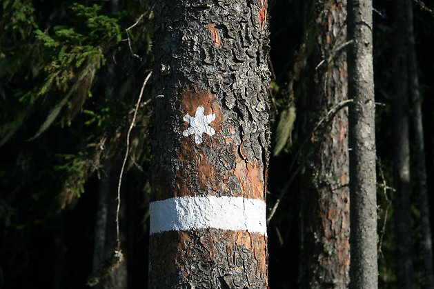 Bild på trädstammar av tall och gran. På den närmsta stammen finns en vit snöstjärna och ett vitt band påmålat.
