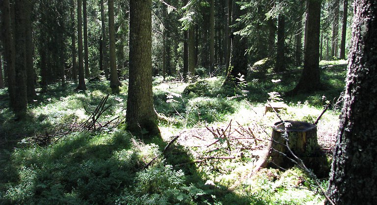 Reservatet består av skog som länge varit opåverkad av människan. Foto: Länsstyrelsen Gävleborg