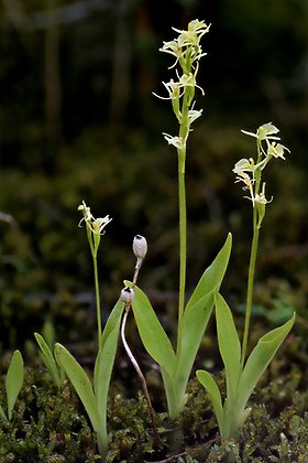 Orkidéen gulyxne växer i Håmansmaren. Foto: Länsstyrelsen Gävleborg