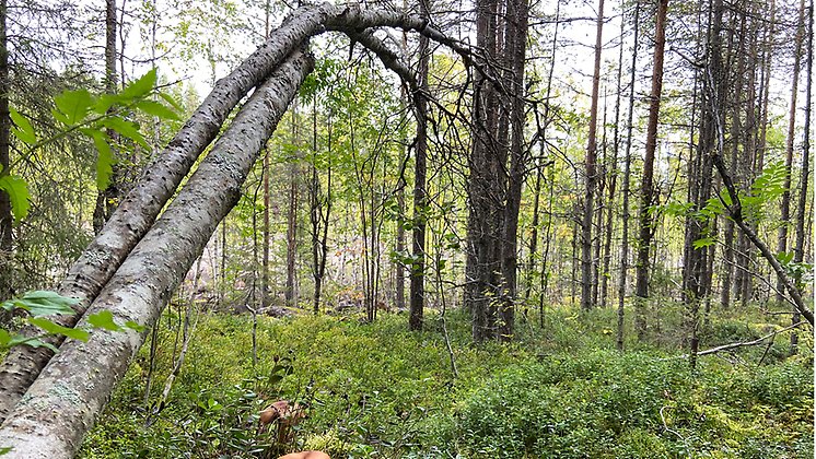 Snårig skog med lövträd. 