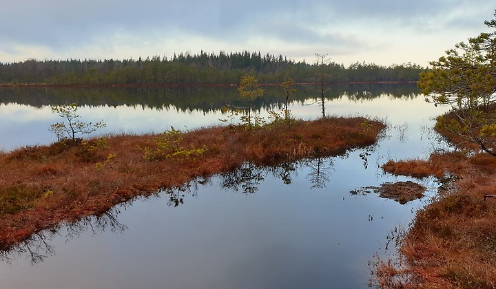 Myrmark och skog i Lomsmurens naturreservat.