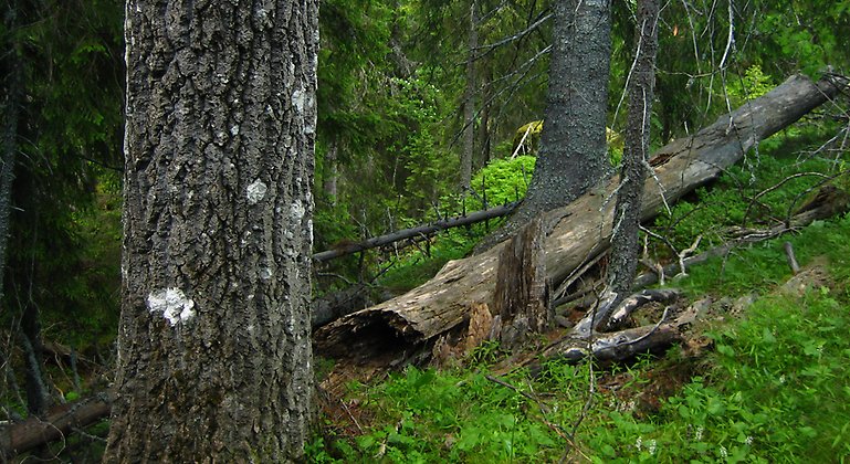En grov asp och ett liggande träd.