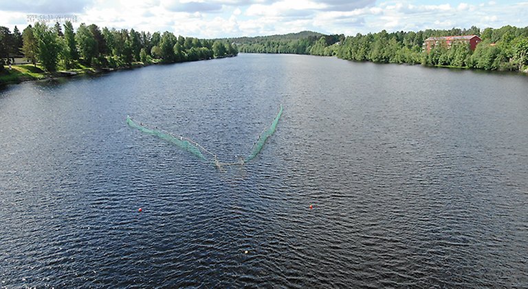 Ett grönt nät i V-formation sticker upp ur vattnet. Detta är en laxfälla. Vattnet är omgivet av gröna löv- och barrträd. Foto.