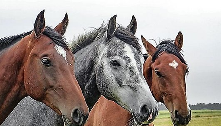 Tre olika hästar