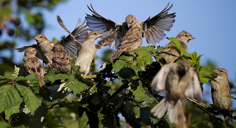 Fåglar i trädkrona.