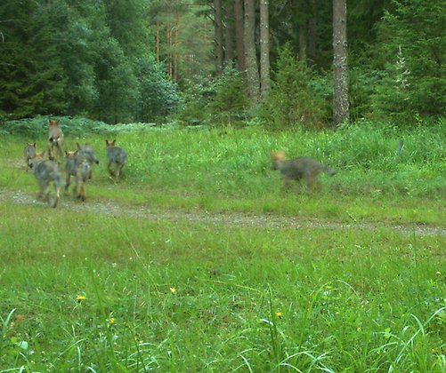 Vuxen varg med sex vargvalpar efter sig på en gräsbevuxen skogsbilväg 