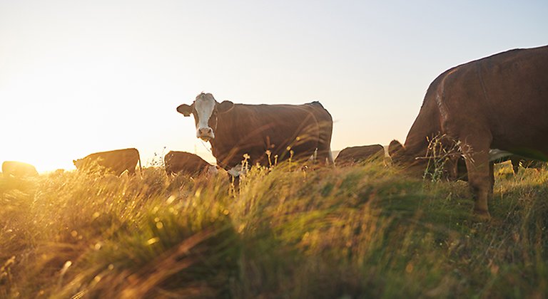 Några kossor betar i solsken, gräs i förgrunden. Foto.