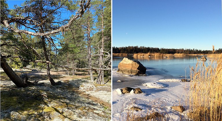 Två bilder. Till vänster senvuxna tallar på lavklädd sandmark. Till höger havsvik om vintern med is och snö i strandkanten.