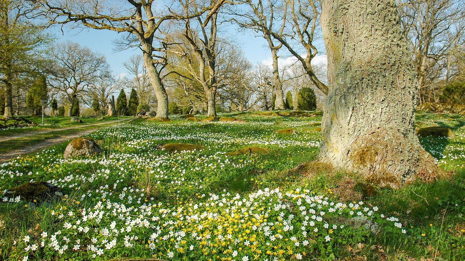 Vambåsa hagmarker. Ekhage med vårblommor. Foto Robert Ekholm/Länsstyrelsen.