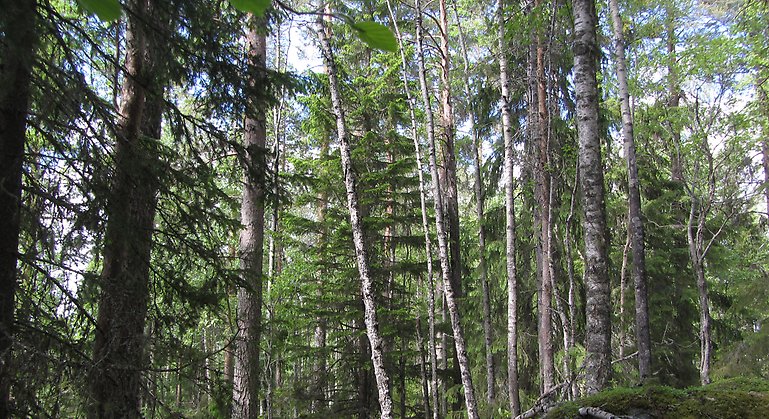 Skog vid Skruvtjärnsknippen. Foto: Länsstyrelsen Gävleborg