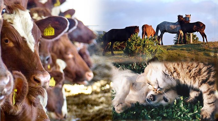 Hästar, kor, hund och katt. Foto: Pixabay.com