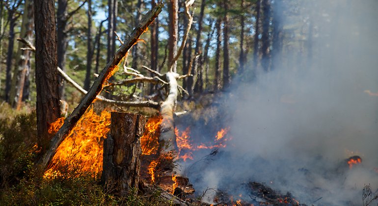 Gotska Sandöns första naturvårdsbränning är startad