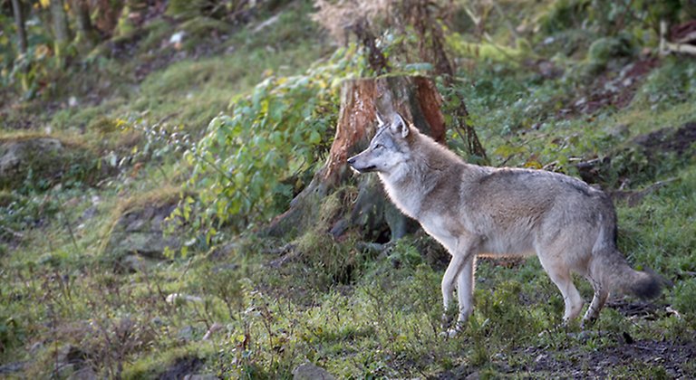 Varg (Canis lupus lupus) i skogsmiljö. Bild tagen i hägn.