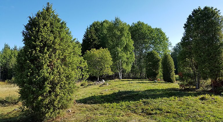 Nyslåttrad äng i Grinduga naturreservat. Foto: Anna Kjellander