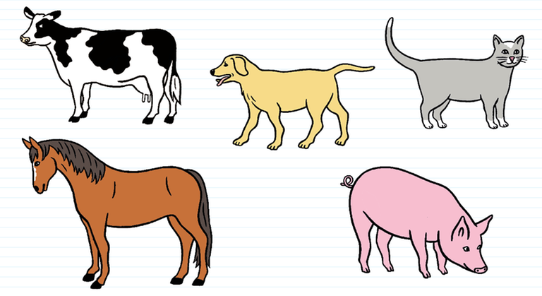 Illustration av en ko, hund, katt, häst och gris.
