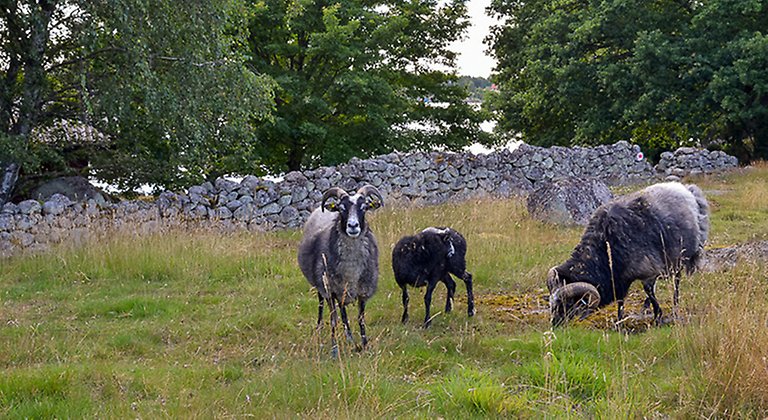 Fölsö hagmark med betande får. Foto: Robert Ekholm/Länsstyrelsen