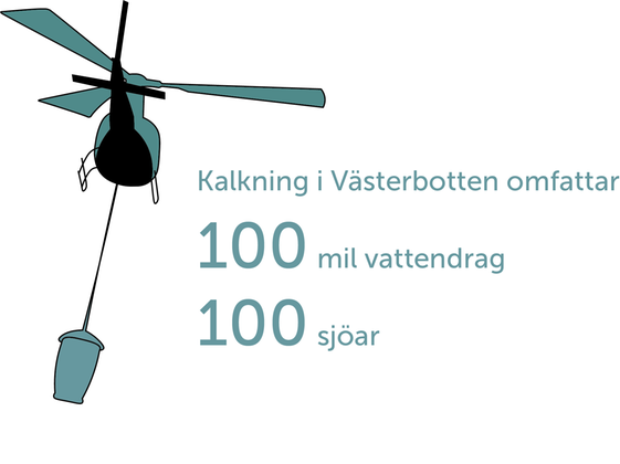 Illustration av helikopter som kalkar med texten "Kalkningen i Västerbotten omfattar 100 mil vattendrag och 100 sjöar".
