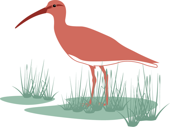 Illustration av en fågel som står i en våtmark.