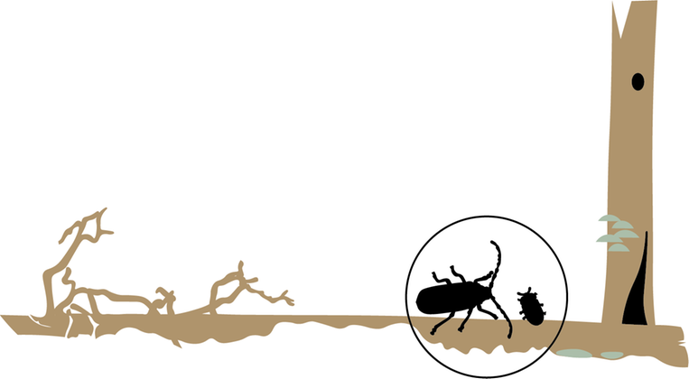 Illustration av två skalbaggar på ved.