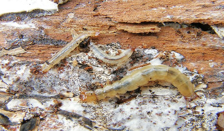BIlden visar flera små larver som lever under trädets bark. 