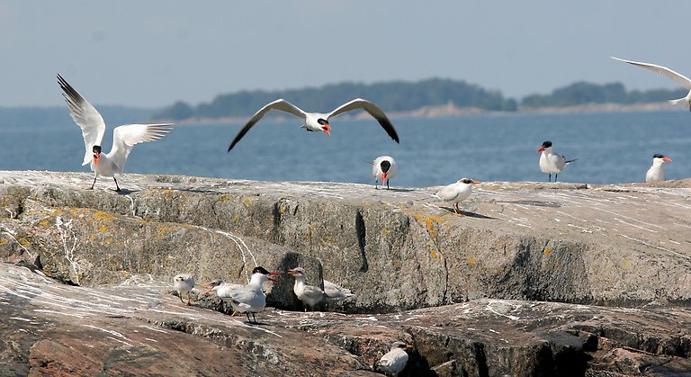 Bilden visar en koloni med skräntärnor på en klippa i vattnet. Det finns både vuxna och ungar med i bilden, några fåglar flyger medan andra står på klippan. 