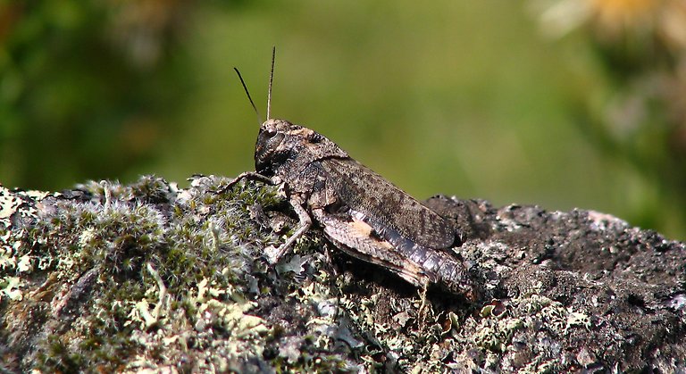 Bilden visar en mörkt färgad trumgräshoppa som sitter på en sten. Gräshoppan smälter väl in mot stenens lav-täckta yta. 