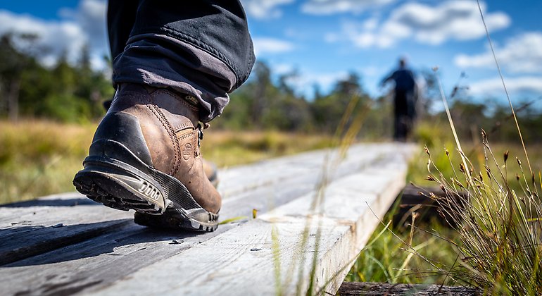 Närbild på fötter med vandringskängor som går på en spång i naturen.