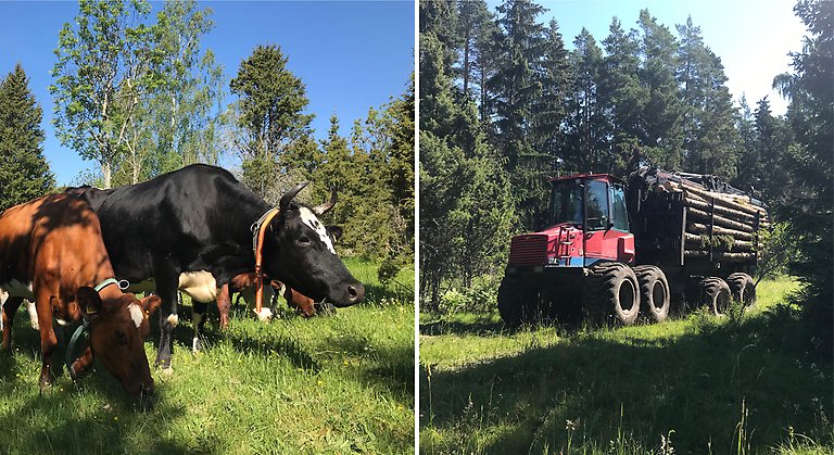 Halva bilden visar betande kor i ett skogsbryn och halva bilden visar en skotare (skogsmaskin) som kör ut virke.
