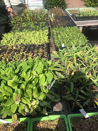 Ett bord fullt med olika gröna plantor i små planteringskrukor